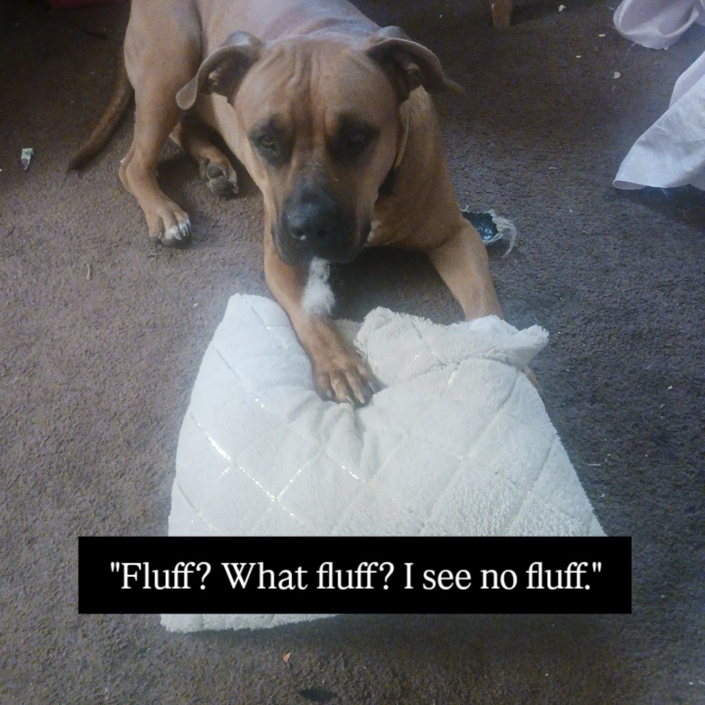 Luna caught ripping up one of her mom's pillow with fluff hanging out of her mouth.