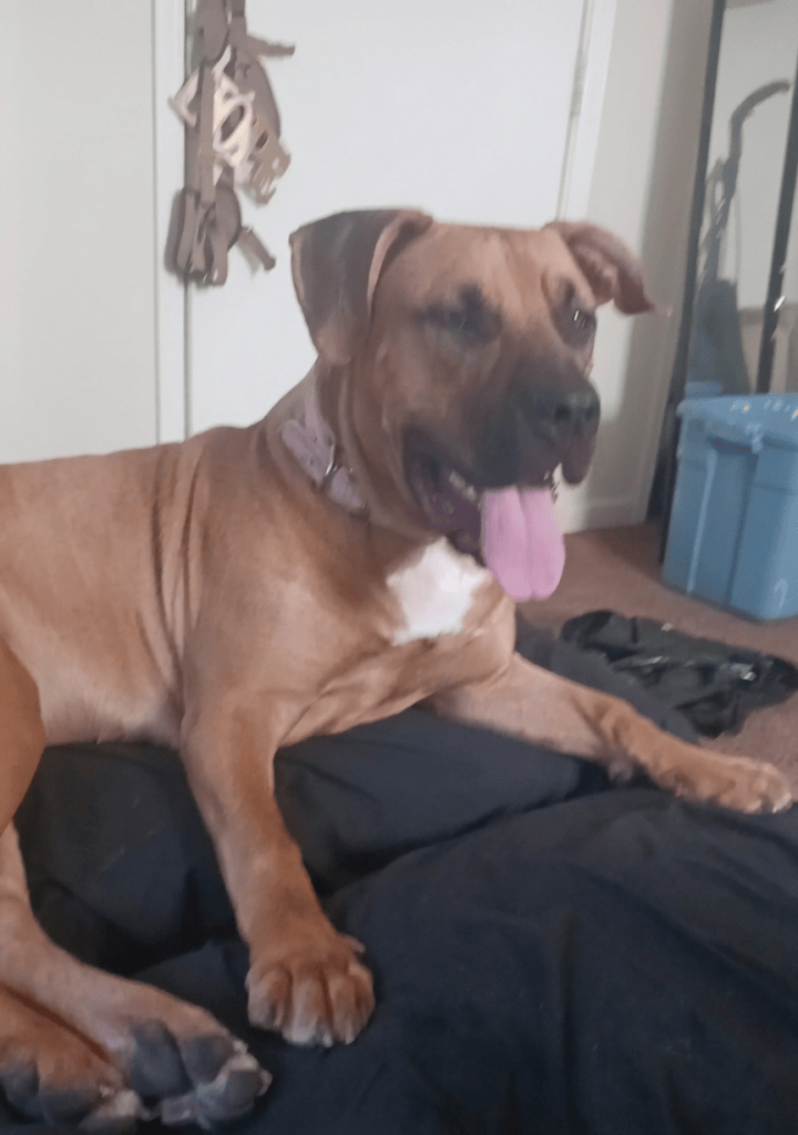 Luna, a Bullmastiff mix, relaxing in her apartment